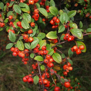 Cotoneaster mairei